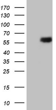 EZH2 Antibody