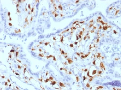 F13A1 Antibody