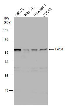 adhesion G protein-coupled receptor E1 Antibody