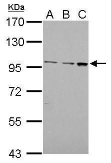 adhesion G protein-coupled receptor E1 Antibody