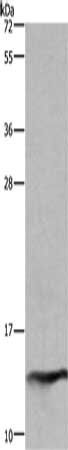 FABP2 Antibody