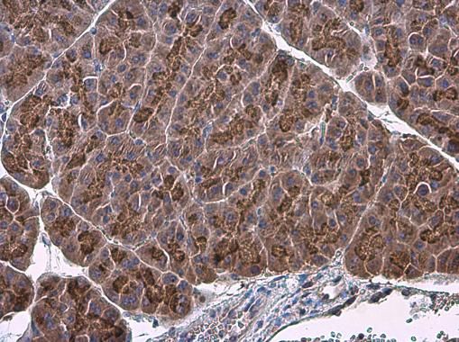coagulation factor IX Antibody