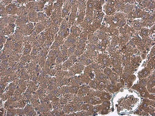 coagulation factor IX Antibody