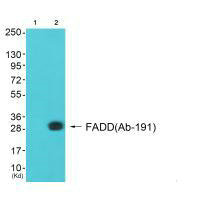 Fadd/FADD Antibody