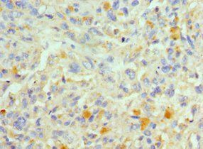 FADD Antibody