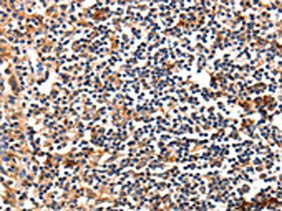 FADD Antibody