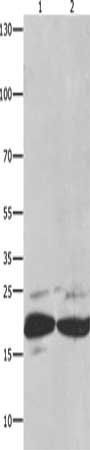 FADD Antibody