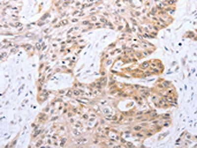 FADD Antibody