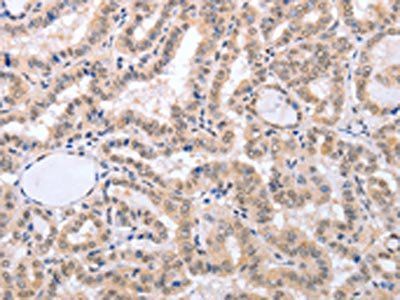 FADD Antibody