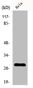 FADD Antibody