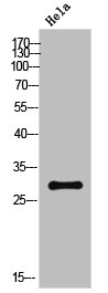 FADD Antibody