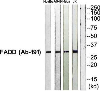 FADD (Ab-191) Antibody