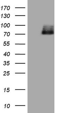 FAF1 Antibody
