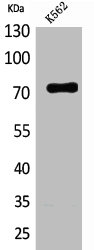 FAF1 Antibody
