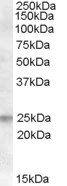 FAIM1 Antibody