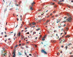 FAIM1 Antibody