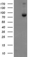 PTK2 Antibody