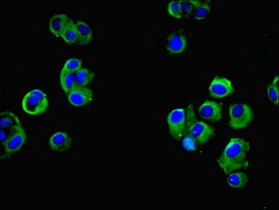 FAM118A Antibody