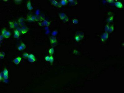 FAM118A Antibody