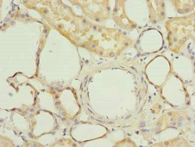 FAM118A Antibody