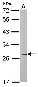 family with sequence similarity 122B Antibody