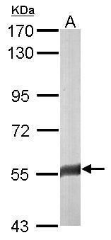 FAM126A Rabbit Polyclonal Antibody