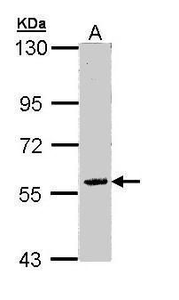 FAM126A Rabbit Polyclonal Antibody