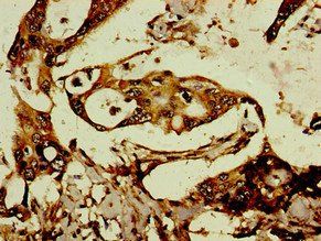 RTL8C Antibody