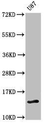 RTL8C Antibody