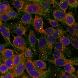FAM129B Antibody