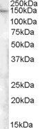 ESYT1 Antibody