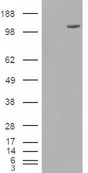 ESYT1 Antibody