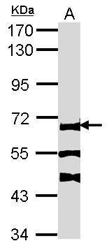 FA complementation group C Antibody