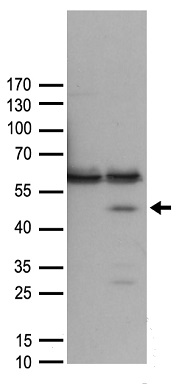 FANCL Antibody