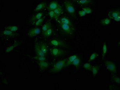 FANCL Antibody