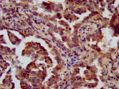FANCL Antibody
