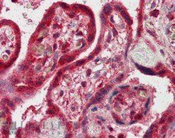 Goat anti-FAPP2 / PLEKHA8 Antibody