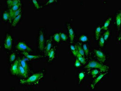 FARP2 Antibody