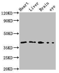 fas Antibody