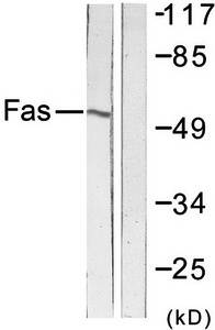 FAS Antibody