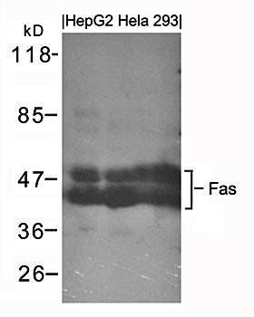 Fas Antibody