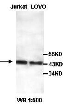Fas Rabbit Polyclonal Antibody