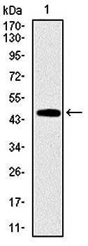 FAS Antibody