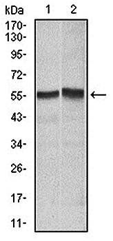 FAS Antibody
