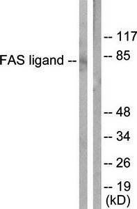 FAS ligand Antibody