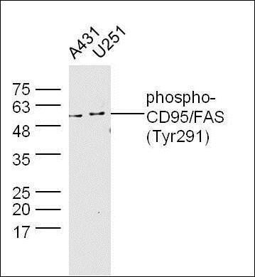 Phospho-CD95/FAS (Tyr291) Rabbit Polyclonal Antibody