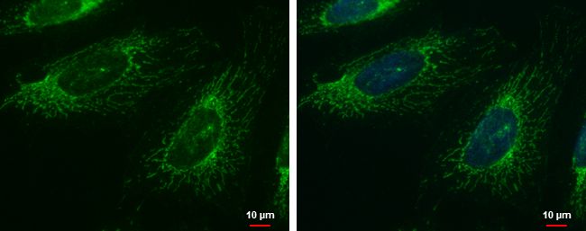 FAST Rabbit Polyclonal Antibody