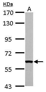 FAST Rabbit Polyclonal Antibody