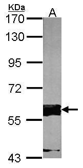 FAST Rabbit Polyclonal Antibody