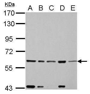 FAST Rabbit Polyclonal Antibody